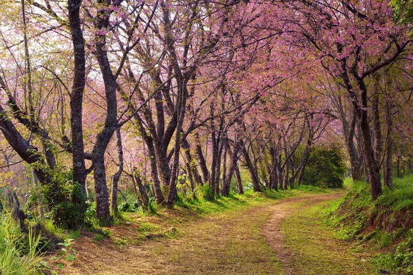 Flor Cereja Sakura Rosa Tailândia Com Folhas Coloridas Caminho Que — Fotografia de Stock