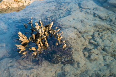 mercan kaya backgroundat Nyaung Oo Phee, Myanmar atış sırasında ebb gelgit ve sabah hafif zaman geniş beach çevresinde