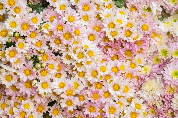 Färgglada Blommor Bakgrund Till Försäljning Till Grossist Blomman Marknaden Kyauk — Stockfoto