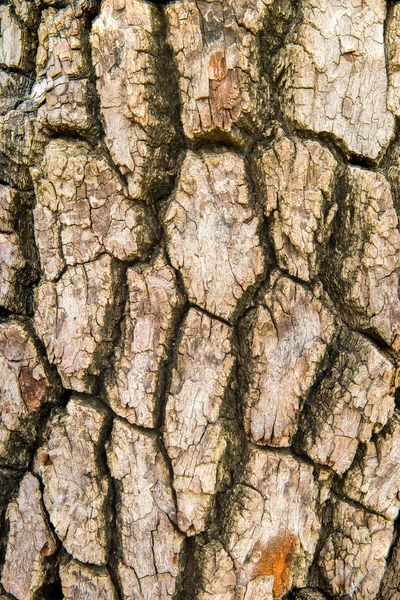 Écorce Fond Brun Texture Arbre Nature — Photo