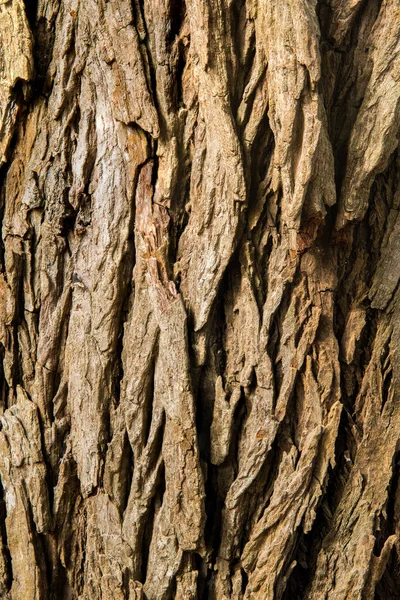 Corteza Fondo Marrón Textura Árbol Naturaleza —  Fotos de Stock