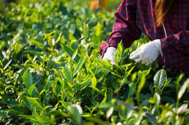 Yaprak çay plantasyon alanından çekme içinde sabah süresi, Moc Chau, Vietnam kişi