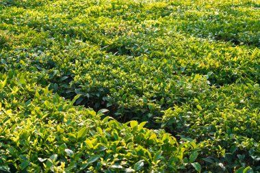 Yeşil çay tomurcuğu ve taze yapraklar. Çay tarlaları.