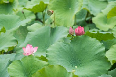 Pembe Nilüfer çiçek açan lotus çiçek surround yeşil yaprak 