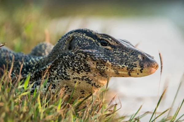 Varanus Salvador Chão Lado Rio — Fotografia de Stock