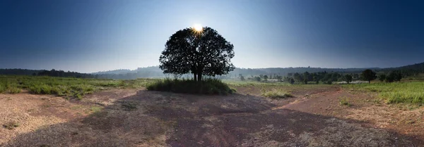 Raios Sol Sunburst Através Dos Ramos Árvore Silhueta Paisagem Verão — Fotografia de Stock