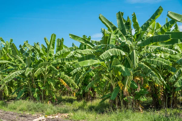 Banana Tree Plantation Nature Garden Daylight Blue Sky — Stock Photo, Image