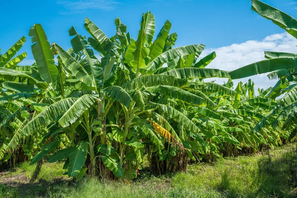 Banana Tree Plantation Nature Garden Daylight Blue Sky — Stock Photo, Image