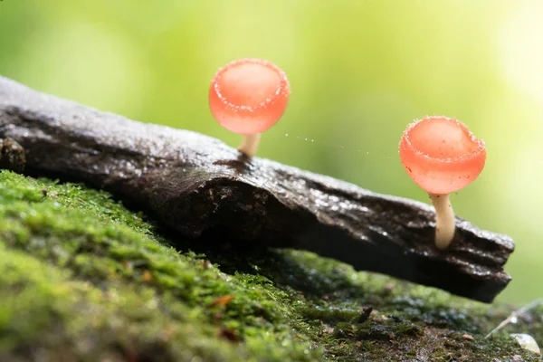 Pequeno Copo Queimadura Laranja Cogumelos Champanhe Com Fundo Bokeh Verde — Fotografia de Stock