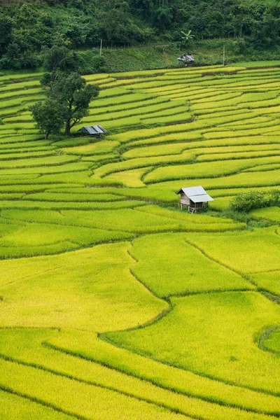 Green Terraced Rice Field Nan Tailândia Atire Vista Alta — Fotografia de Stock