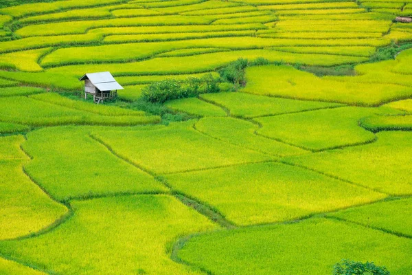 Green Terraced Rice Field Nan Thailand Shoot High View — Stock Photo, Image