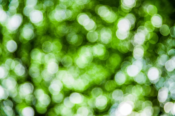 Natura Niewyraźne Tło Lub Tło Zielony Kolor Światło Słoneczne — Zdjęcie stockowe