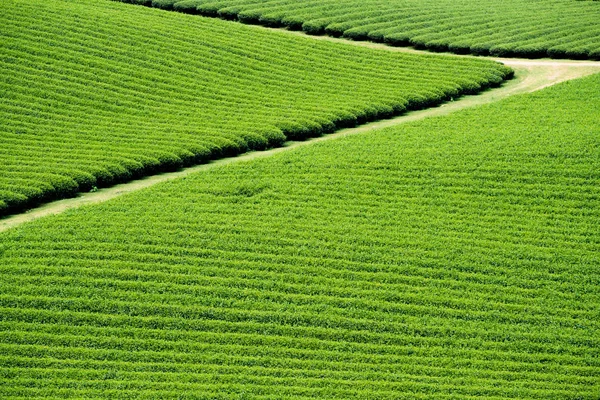 Plantation Thé Dans Village Moc Chau Son Province Vietnam — Photo