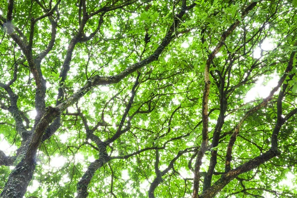 Las Drzewo Natura Zielony Słonecznym Tła — Zdjęcie stockowe