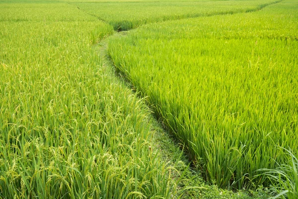 Rice Paddy Field Path Way Walk Background Nature Day Light — Stock Photo, Image