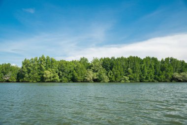 Deniz, mavi gökyüzü arka plan boyunca mangrov ağaçlar