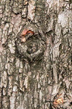 arka plan kahverengi doku ağaç doğa kabuk