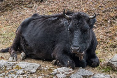 Yak canlı doğa dağ yolda yol çevresinde