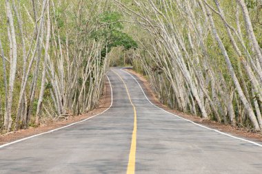 Yol araba ile yaz ağaç yolu sokak