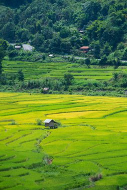 Yeşil Nan, Tayland pirinç alan teras. Yüksek görünümünden ateş.