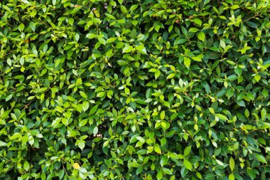 Ağaç arka plan küçük yaprak