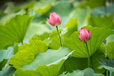 Pembe Nilüfer çiçek açan lotus çiçek surround yeşil yaprak 