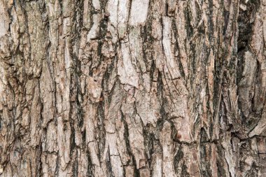 arka plan kahverengi doku ağaç doğa kabuk