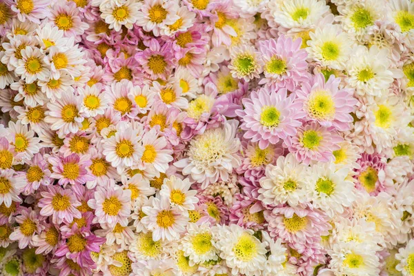 Fond Fleurs Colorées Vendre Marché Aux Fleurs Gros Kyauk Mee — Photo