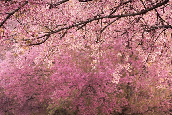 Hermoso Rosa Sakura Flor Flor Fondo — Foto de Stock