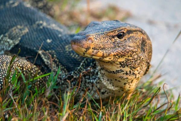 Varanus Salvador Chão Lado Rio — Fotografia de Stock