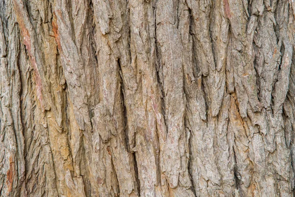 Lýko Přírodní Strom Hnědá Textura Pozadí — Stock fotografie