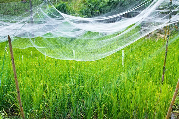 Rice field in the tested rice field with net cover at Royal Highland Agricultural Development Station in Nan province,Thailand