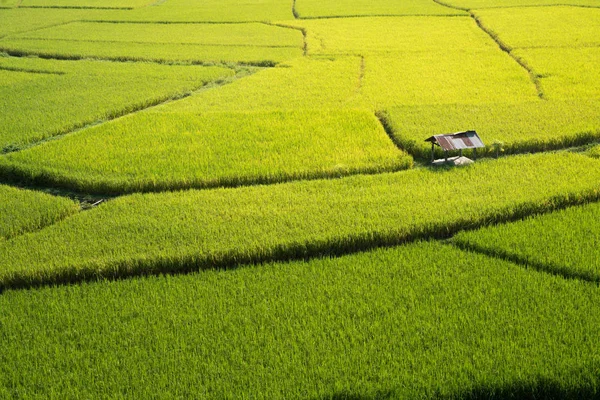 Green Terraced Rice Field Nan Thailand Shoot High View — Stock Photo, Image