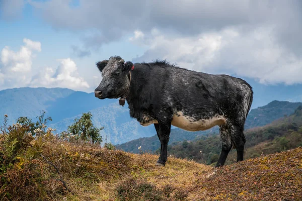 Yak Vive Natureza Torno Caminho Estrada Montanha — Fotografia de Stock