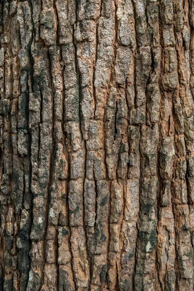 Corteza Fondo Marrón Textura Árbol Naturaleza —  Fotos de Stock