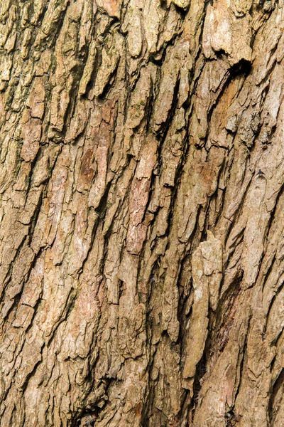 Écorce Fond Brun Texture Arbre Nature — Photo