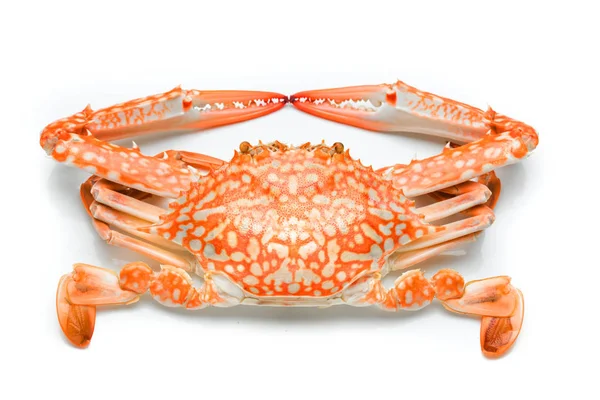 Crabe Des Fleurs Cuit Vapeur Isolé Sur Fond Blanc Simple — Photo