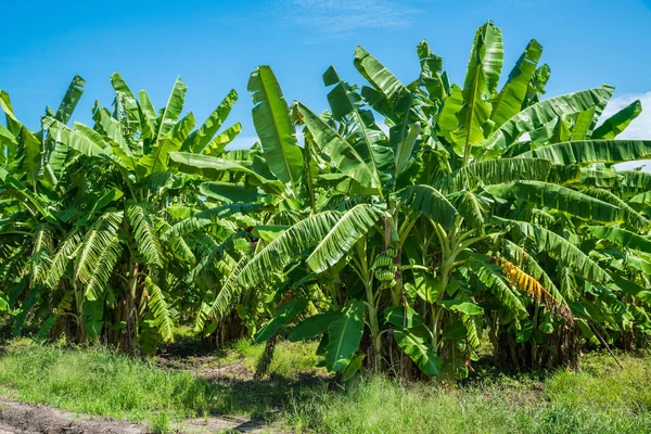 Banana Tree Plantation Nature Garden Daylight Blue Sky — Stock Photo, Image