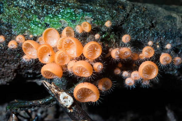 Orange Vypálit Hrneček Nebo Šampaňské Houby Černém Pozadí Thajsku — Stock fotografie