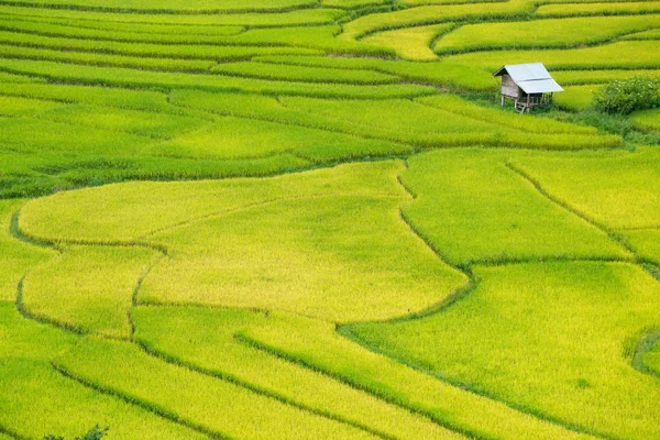 Green Terraced Rice Field Nan Thailand Shoot High View — Stock Photo, Image