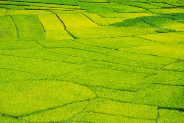 Green Terraced Rice Field Nan Thailand Shoot High View — Stock Photo, Image