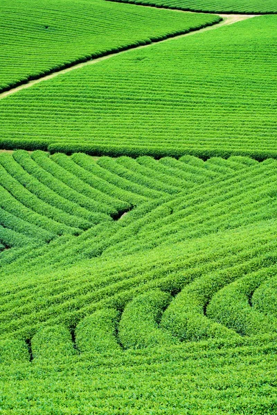 Čajové Plantáže Moc Chau Vesnici Syn Provincie Vietnam — Stock fotografie