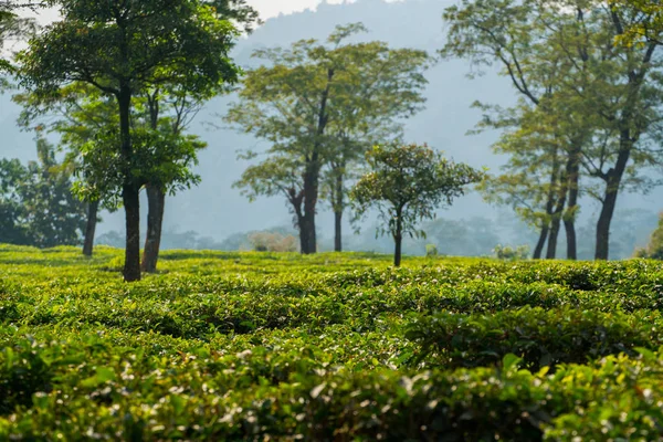 Gema Chá Verde Folhas Frescas Plantações Chá — Fotografia de Stock