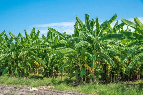 Banana Tree Plantation Nature Garden Daylight Blue Sky — Stock Photo, Image