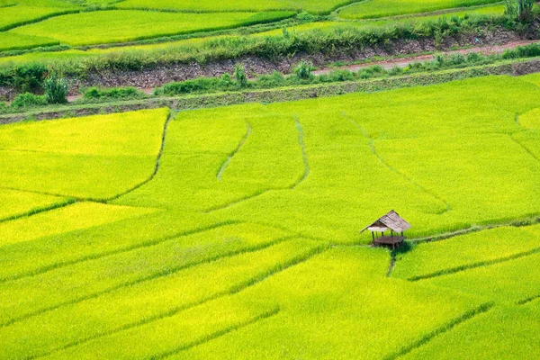 Green Terraced Rice Field Nan Thailand Shoot High View — Stock Photo, Image
