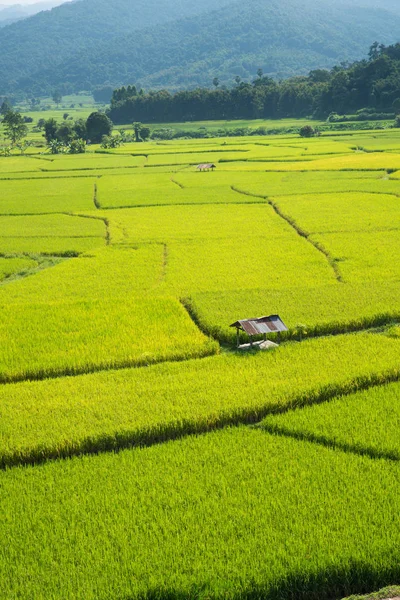 Green Terraced Rice Field Nan Thailand Shoot High View — Stock Photo, Image