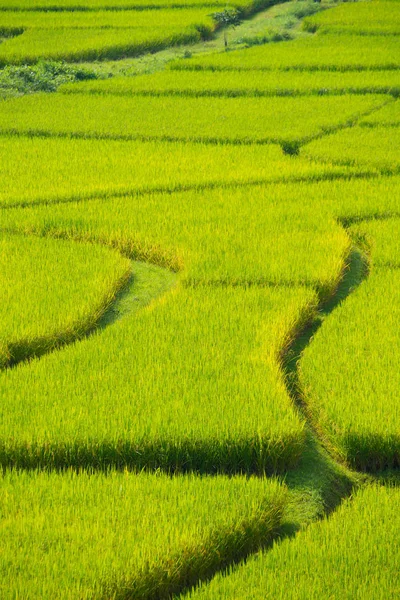 Grüne Terrassenförmige Reisfelder Nan Thailand Schuss Aus Der Vogelperspektive — Stockfoto