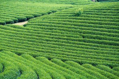 Çay plantasyon içinde Moc Chau Köyü, oğlu La Eyaleti, Vietnam