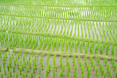 Ban Pa Bong Piang, Chiagmai, Kuzey Tayland, pirinç teras fidan alanına nakli kimse