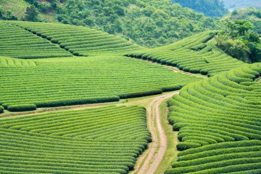 Çay plantasyon içinde Moc Chau Köyü, oğlu La Eyaleti, Vietnam